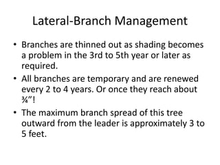 Lateral-Branch Management
• Branches are thinned out as shading becomes
a problem in the 3rd to 5th year or later as
requi...