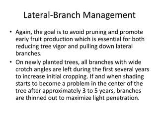 Lateral-Branch Management
• Again, the goal is to avoid pruning and promote
early fruit production which is essential for ...