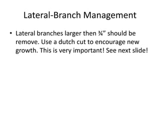 Lateral-Branch Management
• Lateral branches larger then ¾” should be
remove. Use a dutch cut to encourage new
growth. Thi...