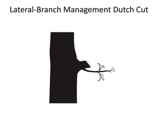 Lateral-Branch Management Dutch Cut
 