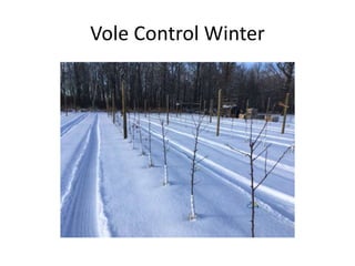 Vole Control Winter
 