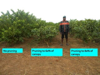No pruning Pruning to 60% of
canopy
Pruning to 80% of
canopy
 