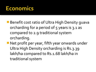  Benefit cost ratio of Ultra High Density guava
orcharding for a period of 5 years is 3.1 as
compared to 2.9 traditional system
orcharding.
 Net profit per year, fifth year onwards under
Ultra High Density orcharding is Rs.3.39
lakh/ha compared to Rs.1.68 lakh/ha in
traditional system
 