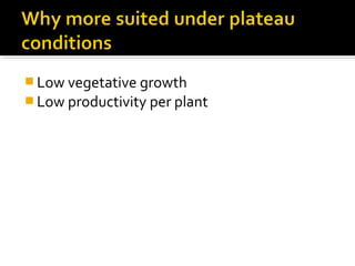  Low vegetative growth
 Low productivity per plant
 