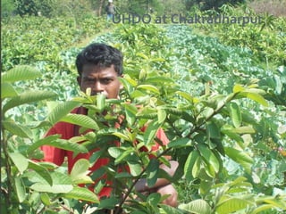 UHDO at Chakradharpur
 