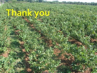 High density orcharding in fruit crops.