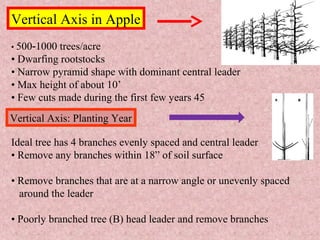 • 500 1000 trees/acre‐
• Dwarfing rootstocks
• Narrow pyramid shape with dominant central leader
• Max height of about 10’
• Few cuts made during the first few years 45
Vertical Axis in Apple
Vertical Axis: Planting Year
Ideal tree has 4 branches evenly spaced and central leader
• Remove any branches within 18” of soil surface
• Remove branches that are at a narrow angle or unevenly spaced
around the leader
• Poorly branched tree (B) head leader and remove branches
 