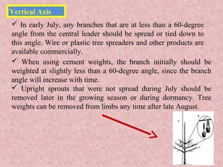 Vertical Axis
 In early July, any branches that are at less than a 60-degree
angle from the central leader should be spread or tied down to
this angle. Wire or plastic tree spreaders and other products are
available commercially.
 When using cement weights, the branch initially should be
weighted at slightly less than a 60-degree angle, since the branch
angle will increase with time.
 Upright sprouts that were not spread during July should be
removed later in the growing season or during dormancy. Tree
weights can be removed from limbs any time after late August.
 