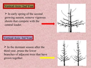 Vertical Axis: 2nd Year
 In early spring of the second
growing season, remove vigorous
shoots that compete with the
central leader.
 In the dormant season after the
third year, prune the lower
branches of adjacent trees that have
grown together.
Vertical Axis: 3rd Year
 