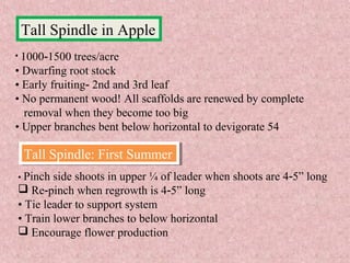 • 1000 1500 trees/acre‐
• Dwarfing root stock
• Early fruiting 2nd and 3rd leaf‐
• No permanent wood! All scaffolds are renewed by complete
removal when they become too big
• Upper branches bent below horizontal to devigorate 54
Tall Spindle in Apple
• Pinch side shoots in upper ¼ of leader when shoots are 4 5” long‐
 Re pinch when regrowth is 4 5” long‐ ‐
• Tie leader to support system
• Train lower branches to below horizontal
 Encourage flower production
Tall Spindle: First SummerTall Spindle: First Summer
 