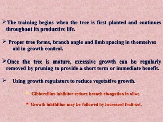 The training begins when the tree is first planted and continuesThe training begins when the tree is first planted and continues
throughout its productive life.throughout its productive life.
 Proper tree forms, branch angle and limb spacing in themselvesProper tree forms, branch angle and limb spacing in themselves
aid in growth control.aid in growth control.
Once the tree is mature, excessive growth can be regularlyOnce the tree is mature, excessive growth can be regularly
removed by pruning to provide a short term or immediate benefit.removed by pruning to provide a short term or immediate benefit.
 Using growth regulators to reduce vegetative growth.Using growth regulators to reduce vegetative growth.
 Gibberellins inhibitor reduce branch elongation in olive.Gibberellins inhibitor reduce branch elongation in olive.
 Growth inhibition may be followed by increased fruit-set.Growth inhibition may be followed by increased fruit-set.
 