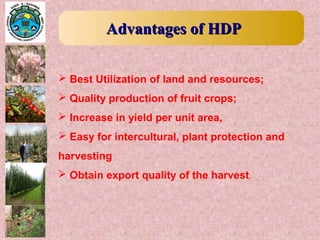  Best Utilization of land and resources;
 Quality production of fruit crops;
 Increase in yield per unit area,
 Easy for intercultural, plant protection and
harvesting
 Obtain export quality of the harvest.
Advantages of HDPAdvantages of HDP
 