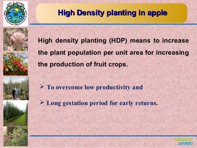 high density planting apple