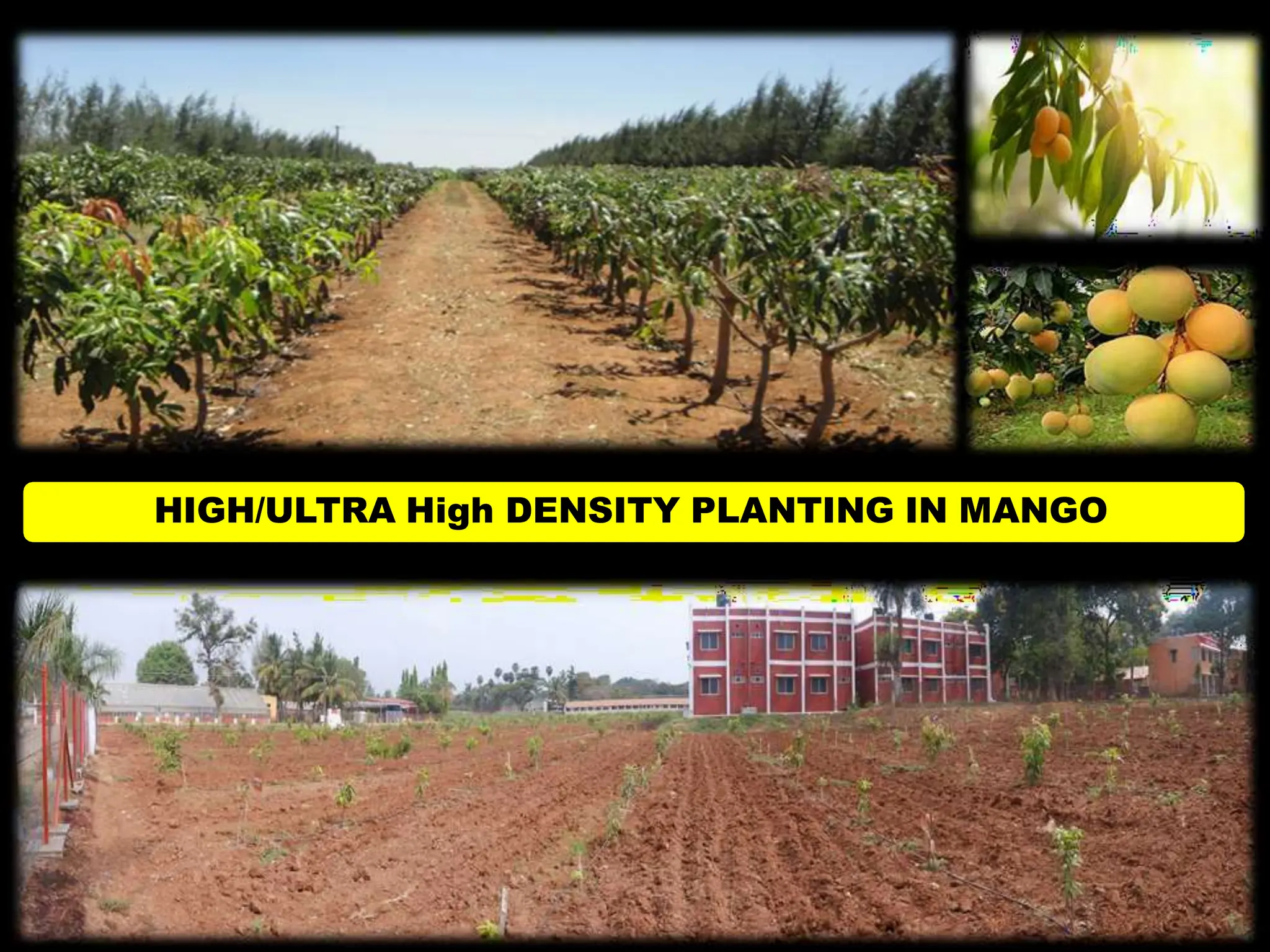 High Density Planting in Fruit Crops | PPTX