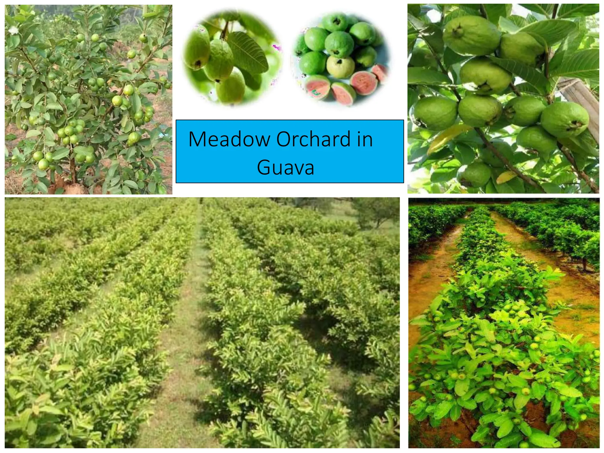 High Density Planting in Fruit Crops | PPTX