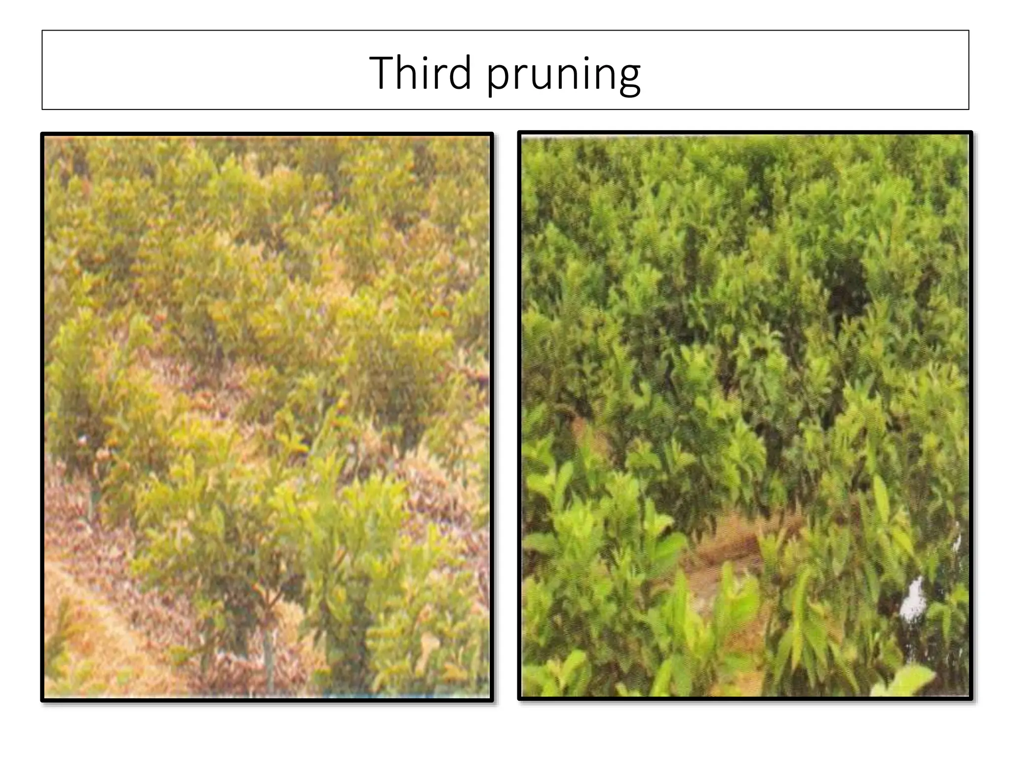 High Density Planting in Fruit Crops | PPTX