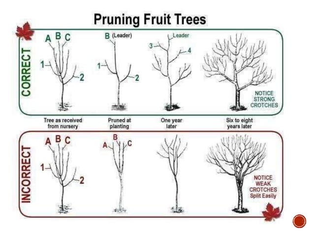 High Density Planting in Fruit Crops | PPTX