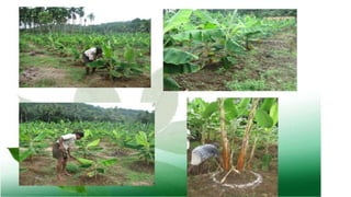 High density planting in Banana