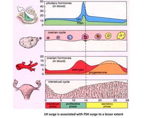 LH surge is associated with FSH surge to a lesser extent
 