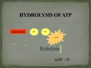 Adenosine Pi Pi
-7.3kcal
ADP + Pi
 