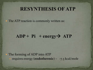  The ATP reaction is commonly written as:
ADP + Pi + energy ATP
 The forming of ADP into ATP
 requires energy (endothermic) – -7.3 kcal/mole
RESYNTHESIS OF ATP
 