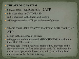  THE AEROBIC SYSTEM
 STAGE ONE – GLYCOLYSIS – 2ATP
 this takes place in CYTOPLASM
 and is identical to the lactic acid system
 ATP regenerated = 2ATP per molecule of glucose
 STAGE TWO - KREB’S CYCLE (CITRIC ACID CYCLE) - 2
ATP
 occurs in the presence of oxygen
 taking place in the muscle cell MITOCHONDRIA within the
inner fluid filled matrix
 pyruvic acid (from glycolysis) promoted by enzymes of the
citric acid cycle, or fatty acids (from body fat) facilitated by
the enzyme lipoprotein lipase or protein (keto acids - from
muscle) act as the fuel for this stage
 