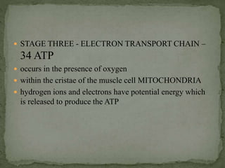  STAGE THREE - ELECTRON TRANSPORT CHAIN –
34 ATP
 occurs in the presence of oxygen
 within the cristae of the muscle cell MITOCHONDRIA
 hydrogen ions and electrons have potential energy which
is released to produce the ATP
 