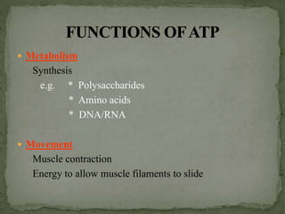  Metabolism
Synthesis
e.g. * Polysaccharides
* Amino acids
* DNA/RNA
 Movement
Muscle contraction
Energy to allow muscle filaments to slide
 