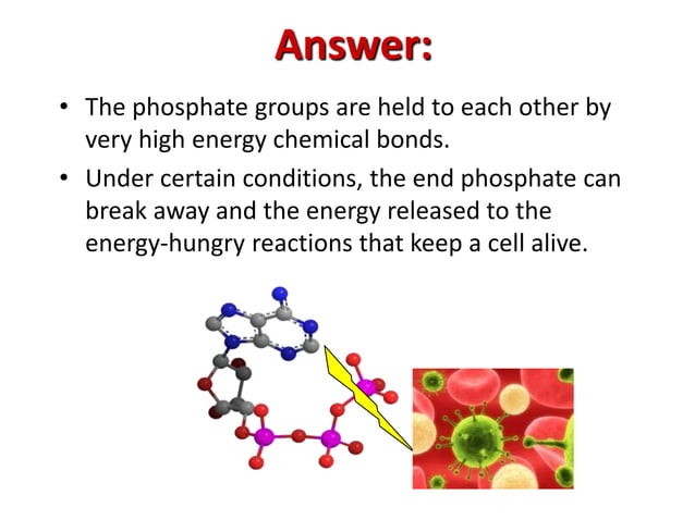 The Most Abundant High Energy Compound In Cells Is High energy compounds | PPT