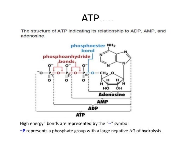 high energy compounds select the highest energy form of adenosine from the following images