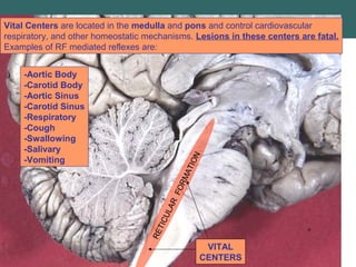 RETICULAR
FORMATION
VITAL
CENTERS
Vital Centers are located in the medulla and pons and control cardiovascular
respiratory, and other homeostatic mechanisms. Lesions in these centers are fatal.
Examples of RF mediated reflexes are:
-Aortic Body
-Carotid Body
-Aortic Sinus
-Carotid Sinus
-Respiratory
-Cough
-Swallowing
-Salivary
-Vomiting
 