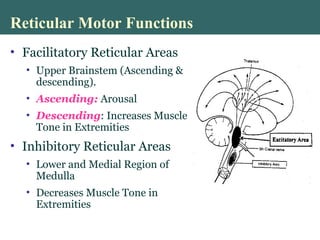 Reticular Motor Functions
• Facilitatory Reticular Areas
• Upper Brainstem (Ascending &
descending).
• Ascending: Arousal
• Descending: Increases Muscle
Tone in Extremities
• Inhibitory Reticular Areas
• Lower and Medial Region of
Medulla
• Decreases Muscle Tone in
Extremities
 