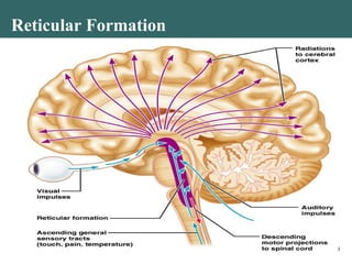 Reticular Formation
Figure 12.19
 