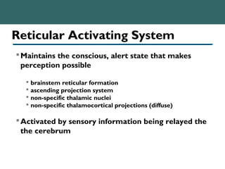 Reticular Activating System
Maintains the conscious, alert state that makes
perception possible
 brainstem reticular formation
 ascending projection system
 non-specific thalamic nuclei
 non-specific thalamocortical projections (diffuse)
Activated by sensory information being relayed the
the cerebrum
 