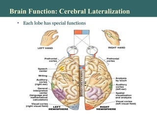 Brain Function: Cerebral Lateralization
• Each lobe has special functions
 