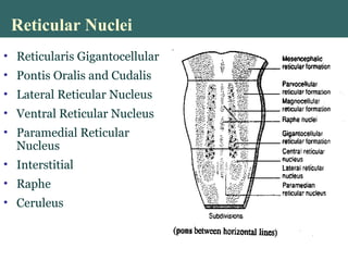 Reticular Nuclei
• Reticularis Gigantocellular
• Pontis Oralis and Cudalis
• Lateral Reticular Nucleus
• Ventral Reticular Nucleus
• Paramedial Reticular
Nucleus
• Interstitial
• Raphe
• Ceruleus
 