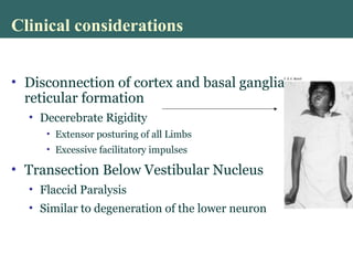 Clinical considerations
• Disconnection of cortex and basal ganglia from
reticular formation
• Decerebrate Rigidity
• Extensor posturing of all Limbs
• Excessive facilitatory impulses
• Transection Below Vestibular Nucleus
• Flaccid Paralysis
• Similar to degeneration of the lower neuron
 