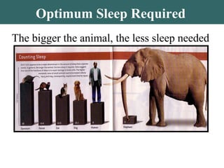 Optimum Sleep Required
The bigger the animal, the less sleep needed
 