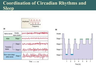 Coordination of Circadian Rhythms and
Sleep
 