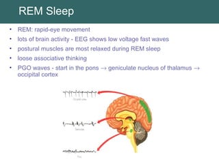 REM Sleep
• REM: rapid-eye movement
• lots of brain activity - EEG shows low voltage fast waves
• postural muscles are most relaxed during REM sleep
• loose associative thinking
• PGO waves - start in the pons → geniculate nucleus of thalamus →
occipital cortex
 