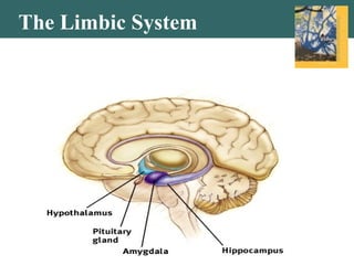 The Limbic System
 