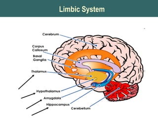 Limbic System
 