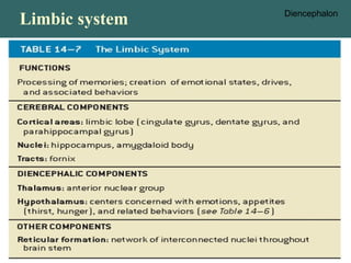 Limbic system Diencephalon
 