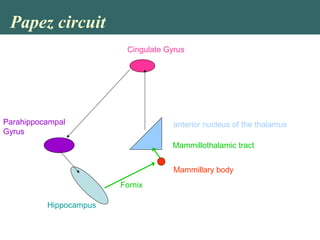 Papez circuit
Hippocampus
Mammillary body
anterior nucleus of the thalamus
Cingulate Gyrus
Parahippocampal
Gyrus
Mammillothalamic tract
Fornix
 