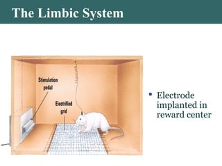 The Limbic System
 Electrode
implanted in
reward center
 
