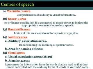 Centres of speechCentres of speech
(1) Wernicke’s area
Comprehension of auditory & visual information.
(2) Broca’s area
co-ordinates vocalization & is connected to motor cortex to initiate the
appropriate movements to produce speech.
(3) Hand skills area
Lesion of this area leads to motor apraxia or agraphia.
(4) Auditory area
a. Auditory association areas.
Understanding the meaning of spoken words.
b. Area for naming objects:
(5) Visual areas
a. Visual association areas (18-19)
b. Angular gyrus;
It processes the information from the words that are read so that they
can be converted into the auditory forms of words in Wernick’s area.
 