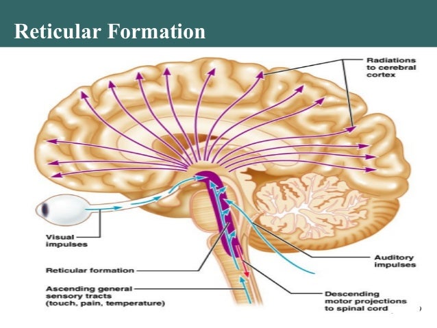 reticular formation function