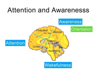 Attention and Awarenesss
Ascending
Limbic
Prefrontal
Parietal
Thalam
Attention
Awareness
Wakefulness
Orientation
 