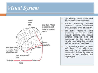 Visual System
 the primary visual cortex area
17,calcarine or striate cortex.
 Further processing involves
unimodal visual association
areas, namely, areas 18 and 19 .
 The dorsal stream of visual
processing involves areas in the
middle temporal and middle
superior temporal lobe and
terminates in the posterior
parietal analyzing the location
and movement of an object.
 In the ventral stream, the color
and form of an object are
analyzed in a sequentially
hierarchical fashion by neurons
located in the fusiform and
lingual gyri.
 