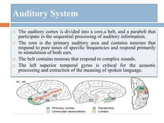 Auditory System
 The auditory cortex is divided into a core,a belt, and a parabelt that
participate in the sequential processing of auditory information.
 The core is the primary auditory area and contains neurons that
respond to pure tones of specific frequencies and respond primarily
to stimulation of both ears.
 The belt contains neurons that respond to complex sounds.
 The left superior temporal gyrus is critical for the acoustic
processing and extraction of the meaning of spoken language.
 